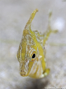 Juvenile Filefish by Iyad Suleyman 